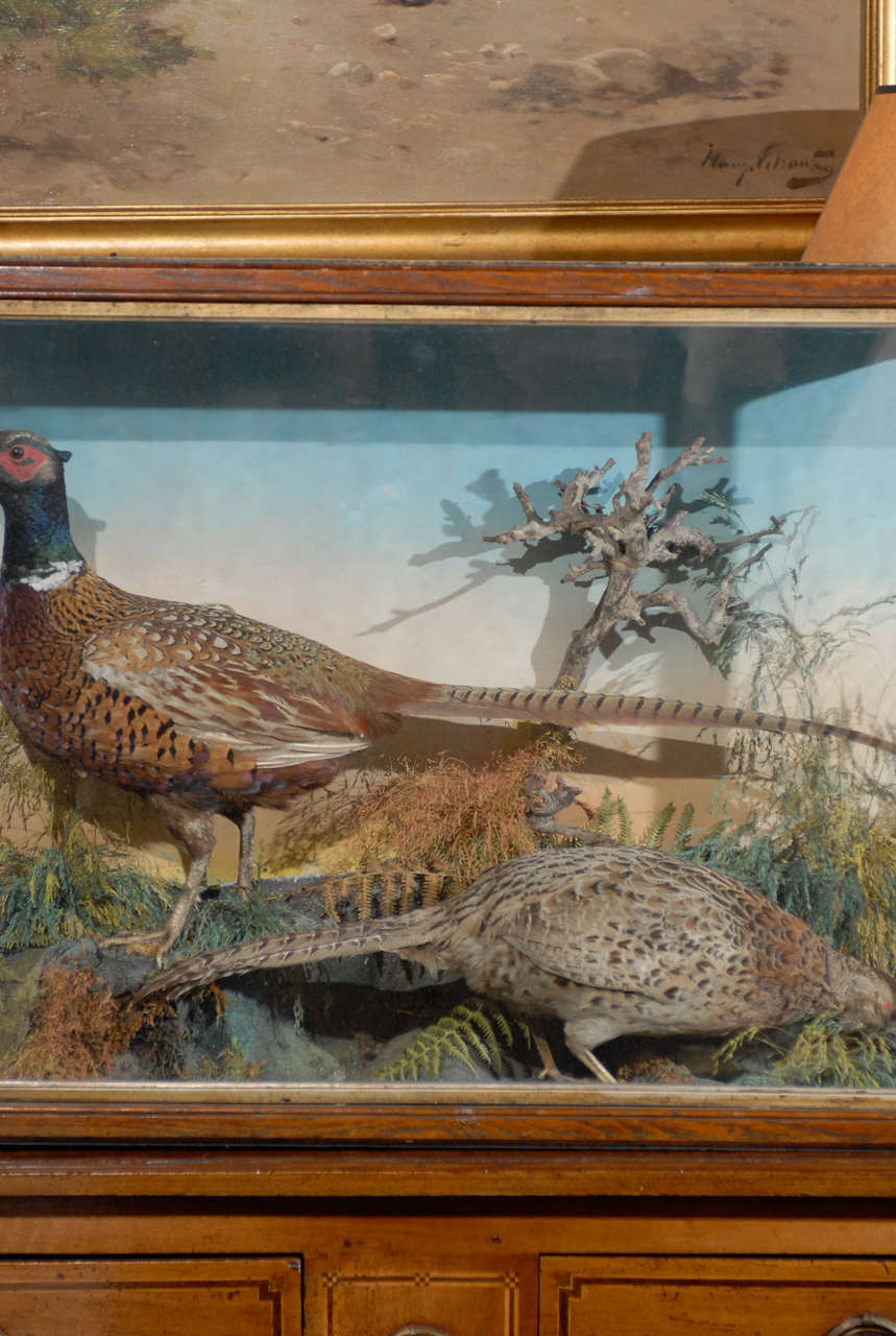 Stuffed British Pheasants in Glass and Wooden Display Case from the 19th Century In Excellent Condition In Atlanta, GA