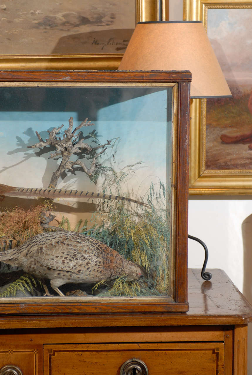 Stuffed British Pheasants in Glass and Wooden Display Case from the 19th Century 1