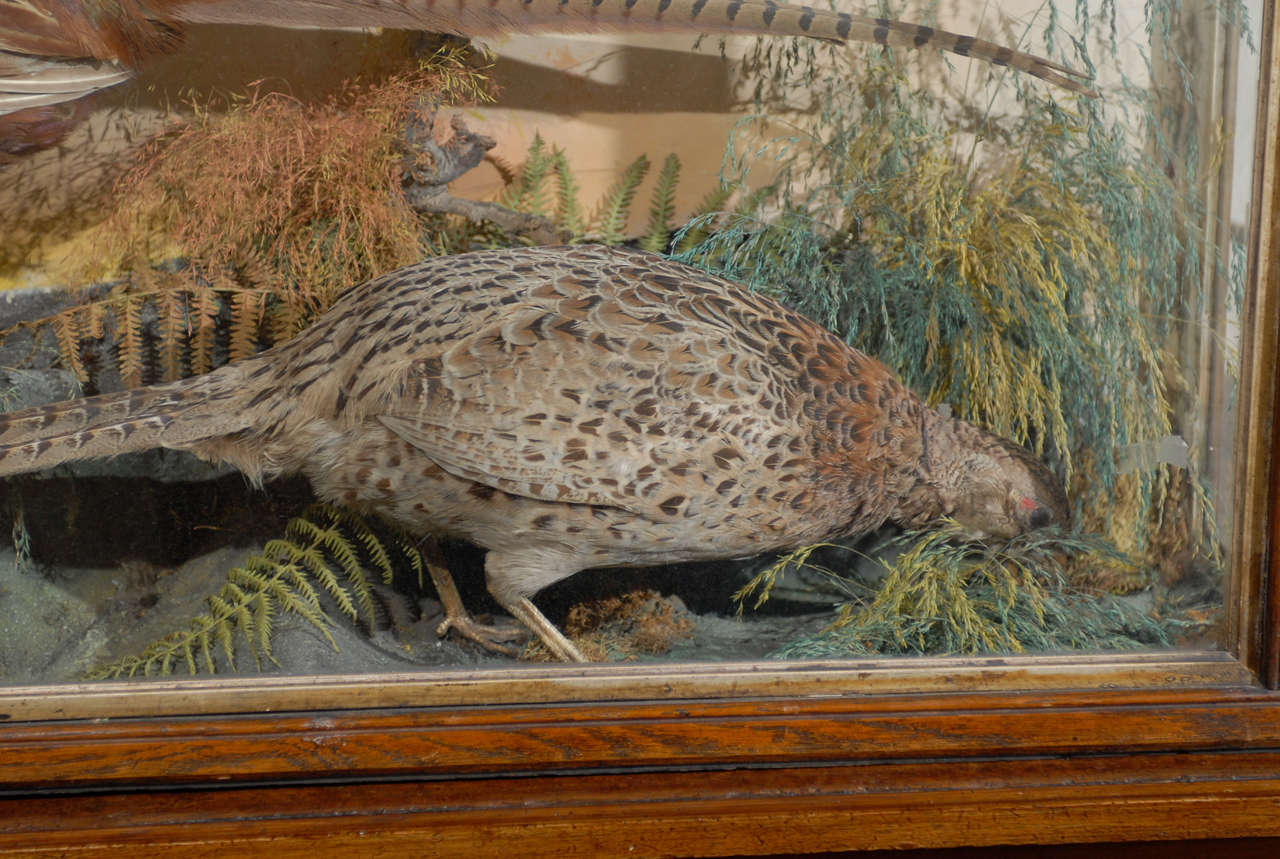 Stuffed British Pheasants in Glass and Wooden Display Case from the 19th Century 2
