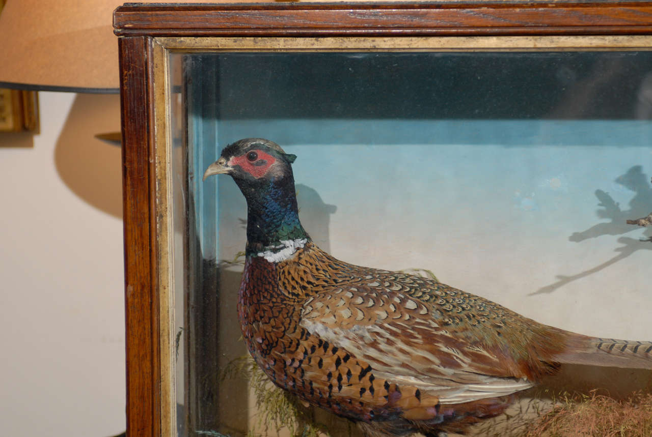 Stuffed British Pheasants in Glass and Wooden Display Case from the 19th Century 3