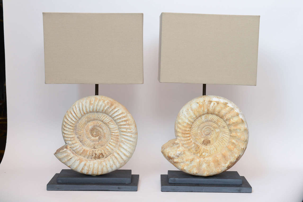 A pair of Madagascar ammonites mounted on modern blackwood bases. The fossilized shells circa cretaceous period. The bases new.