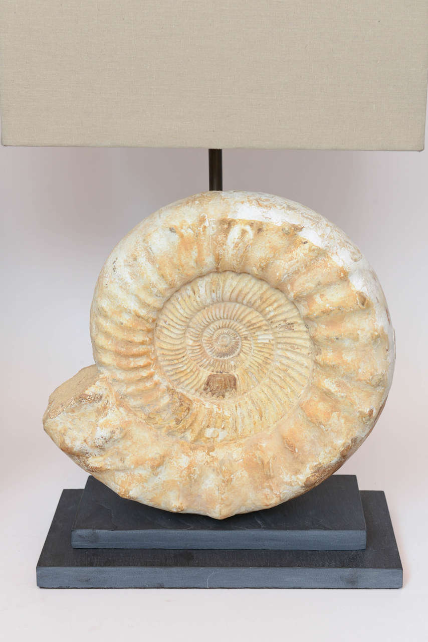Pair of Madagascar Ammonites Lamps In Excellent Condition For Sale In Palm Beach, FL