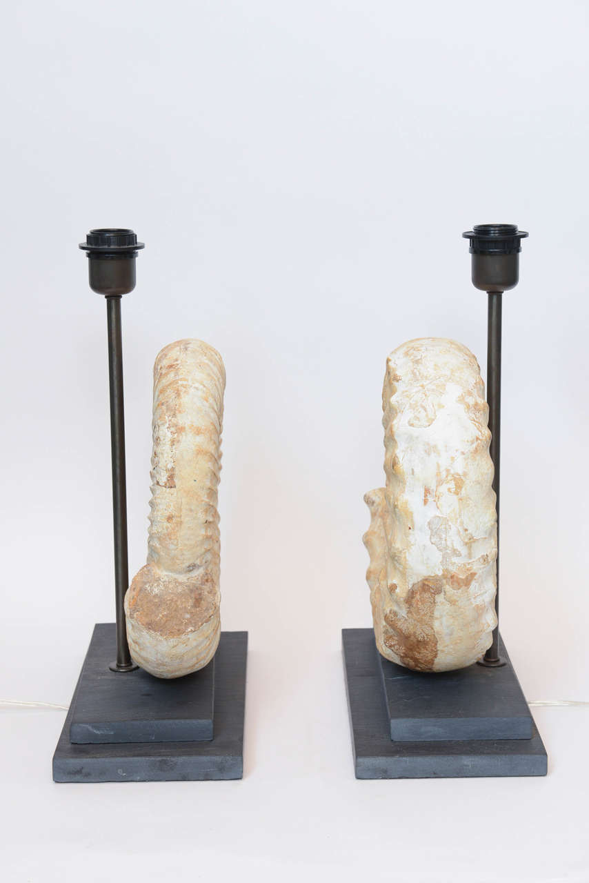 Pair of Madagascar Ammonites Lamps For Sale 2