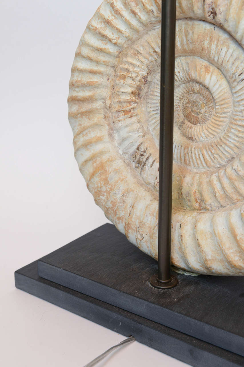 Pair of Madagascar Ammonites Lamps For Sale 3