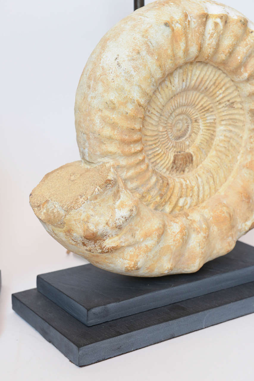 Pair of Madagascar Ammonites Lamps For Sale 4