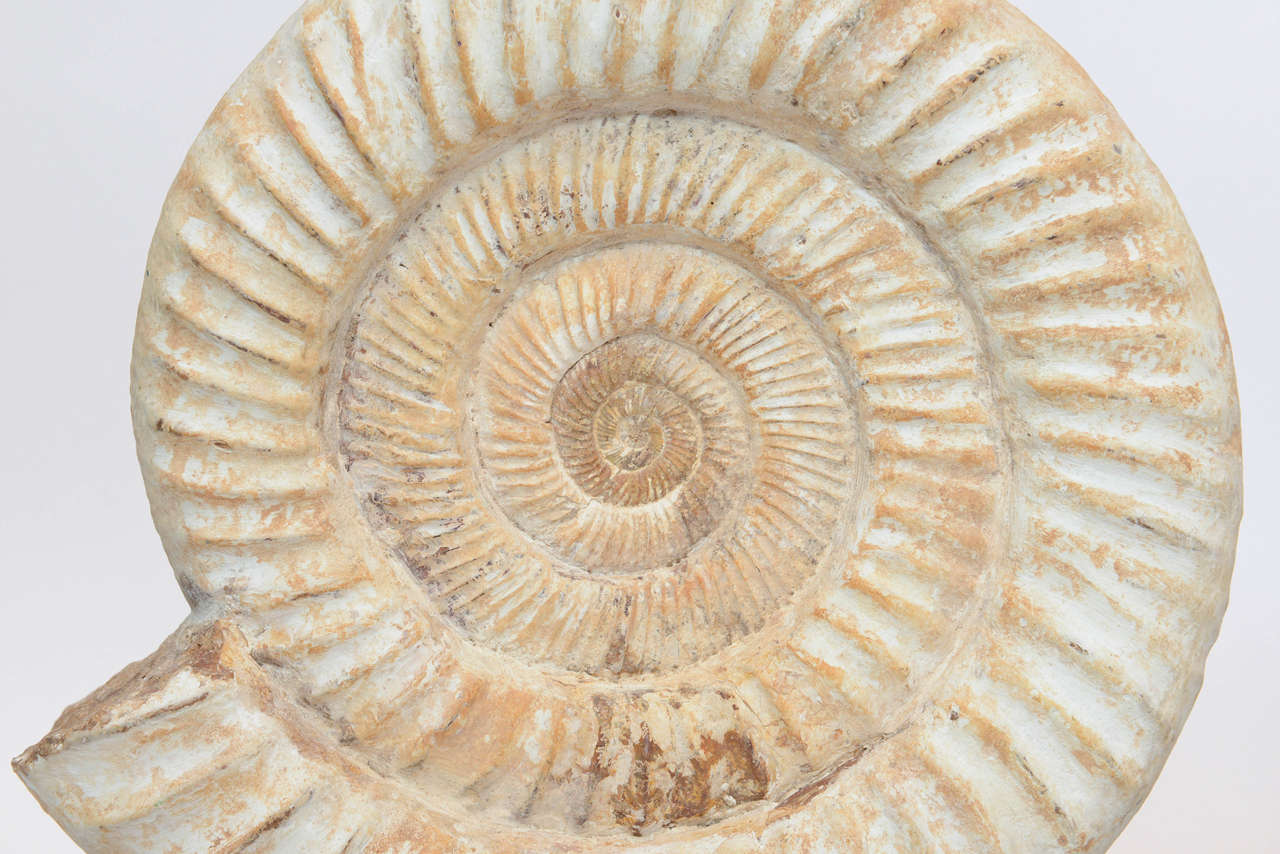 Pair of Madagascar Ammonites Lamps For Sale 5