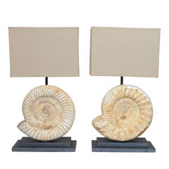 Pair of Madagascar Ammonites Lamps