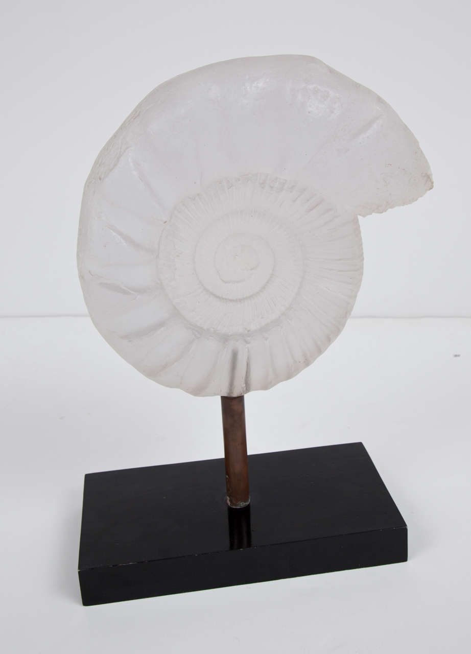 Resin sculpture representing an Ammonite fossil on a lacquered wood base.