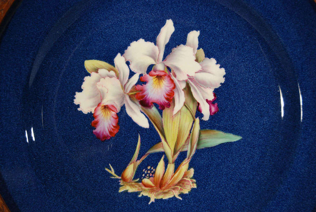 English Spectacular Set of 12 Framed Spode Hand Painted Orchid Plates