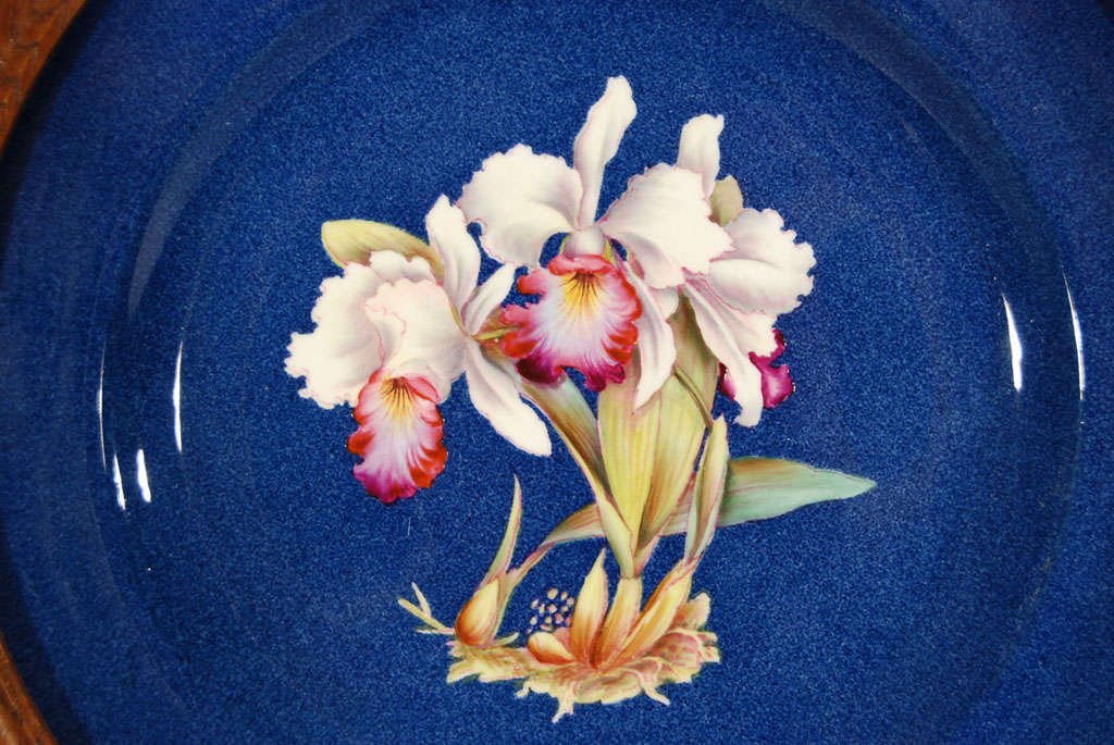 Porcelain Spectacular Set of 12 Framed Spode Hand Painted Orchid Plates