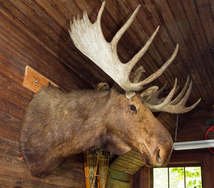 Immense Vintage Moose Head