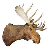 Immense Vintage Moose Head