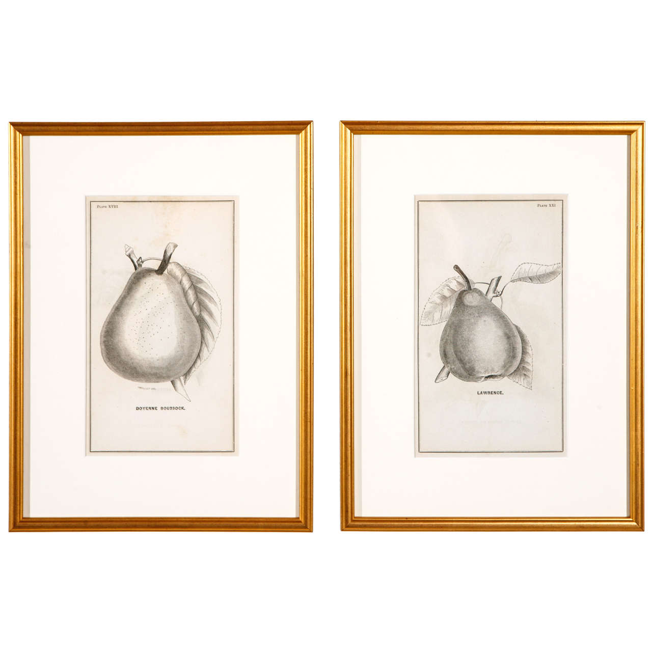 Gold Framed Pear Botanicals from 19th Century Catalogue