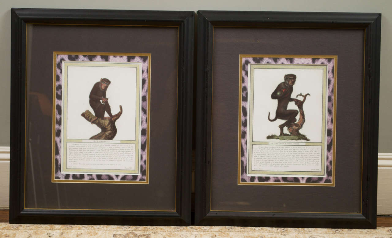 Monkeys from the Old World, Two Specimen Prints