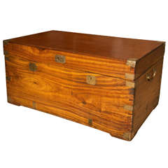 Camphor Wood Trunk