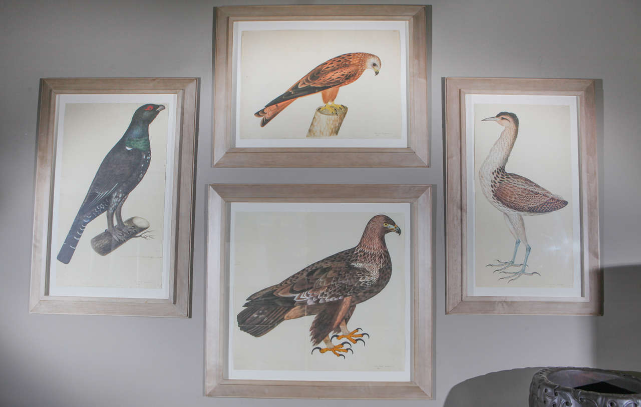 Set of 4 Framed Engravings of Falcons 
28