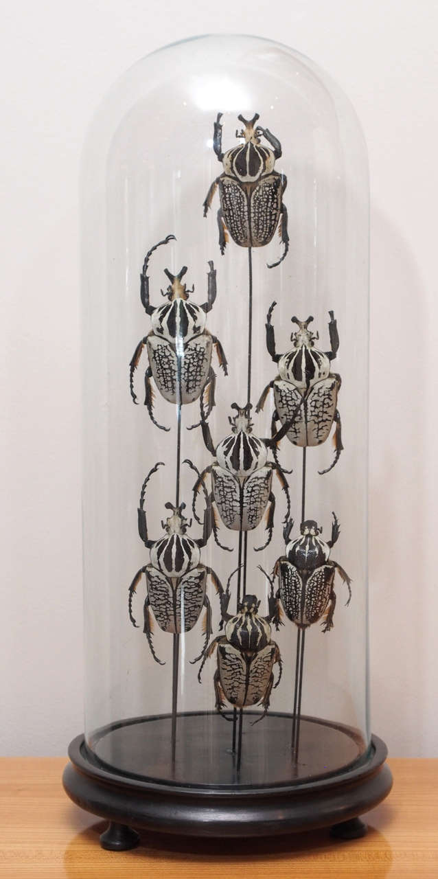 Seven beetles of interesting black and white coloration mounted to steel rods and displayed under a glass dome; turned wooden base