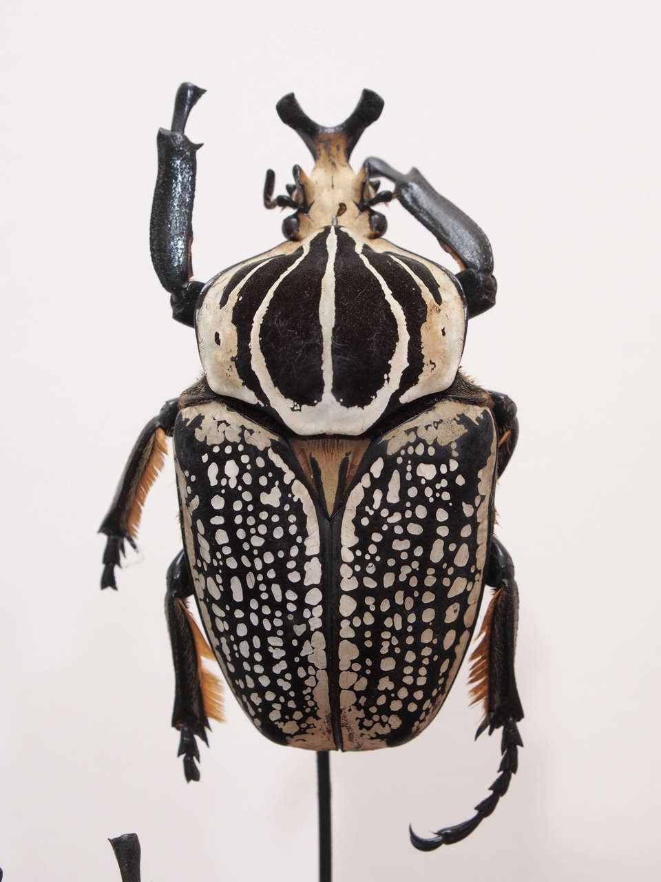 Unknown Specimen Beetles Under Glass Dome