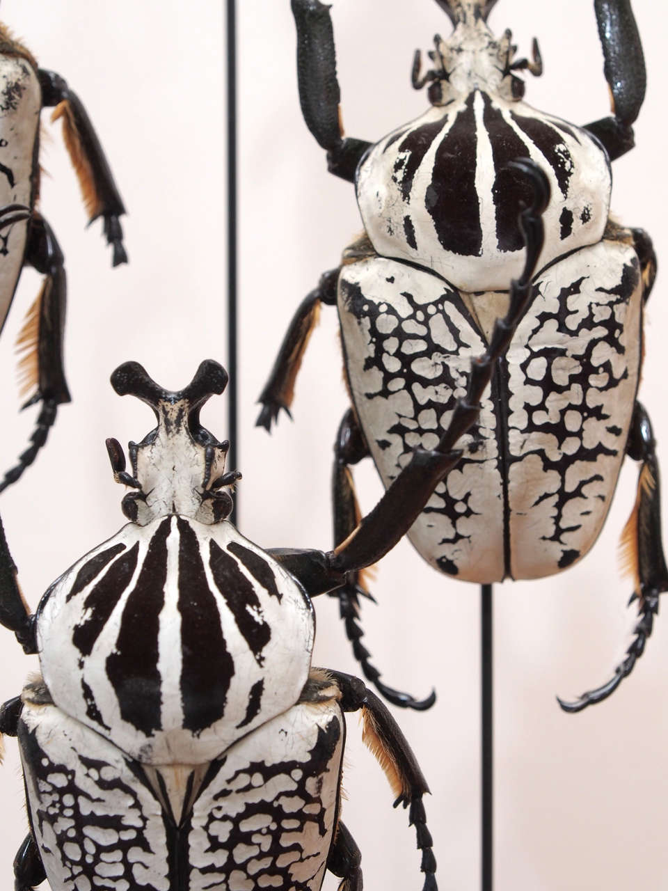 Specimen Beetles Under Glass Dome In Excellent Condition In New Orleans, LA