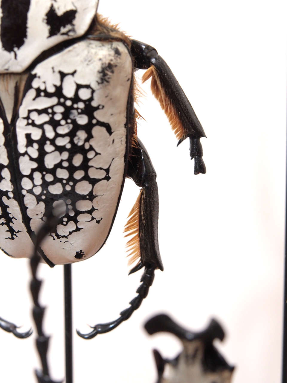Specimen Beetles Under Glass Dome 1