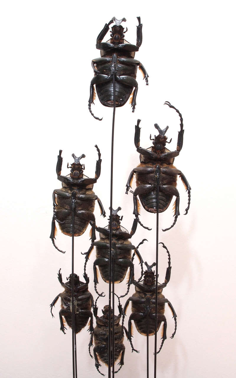 Specimen Beetles Under Glass Dome 3