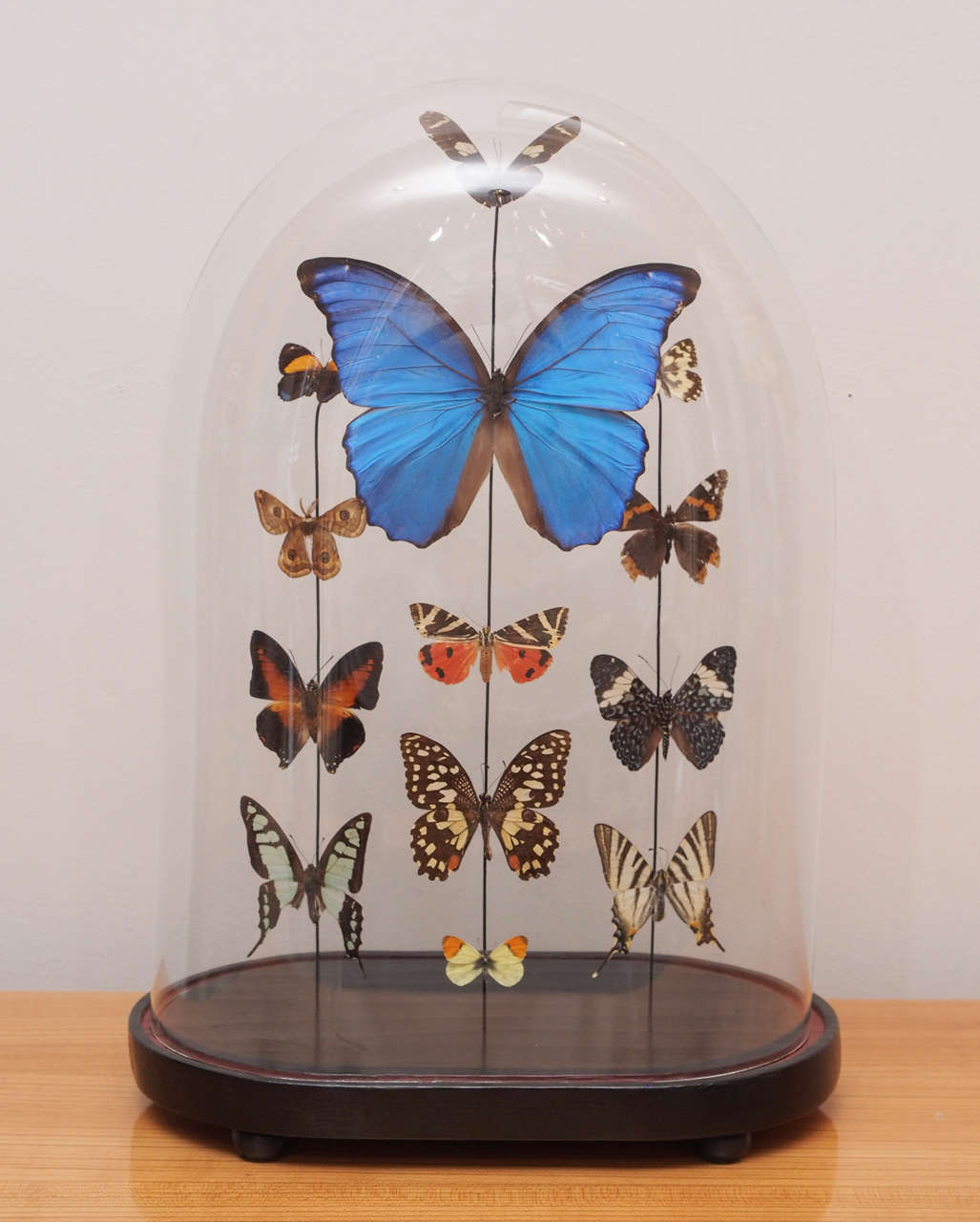 An attractive collection of specimen butterflies mounted to metal rods and displayed under glass; stained wooden base
