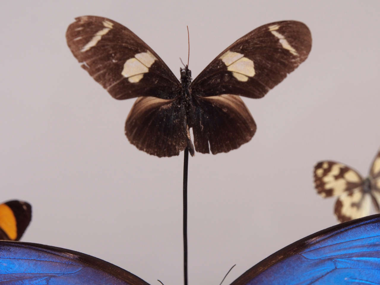 20th Century Specimen Butterflies Under Glass Dome