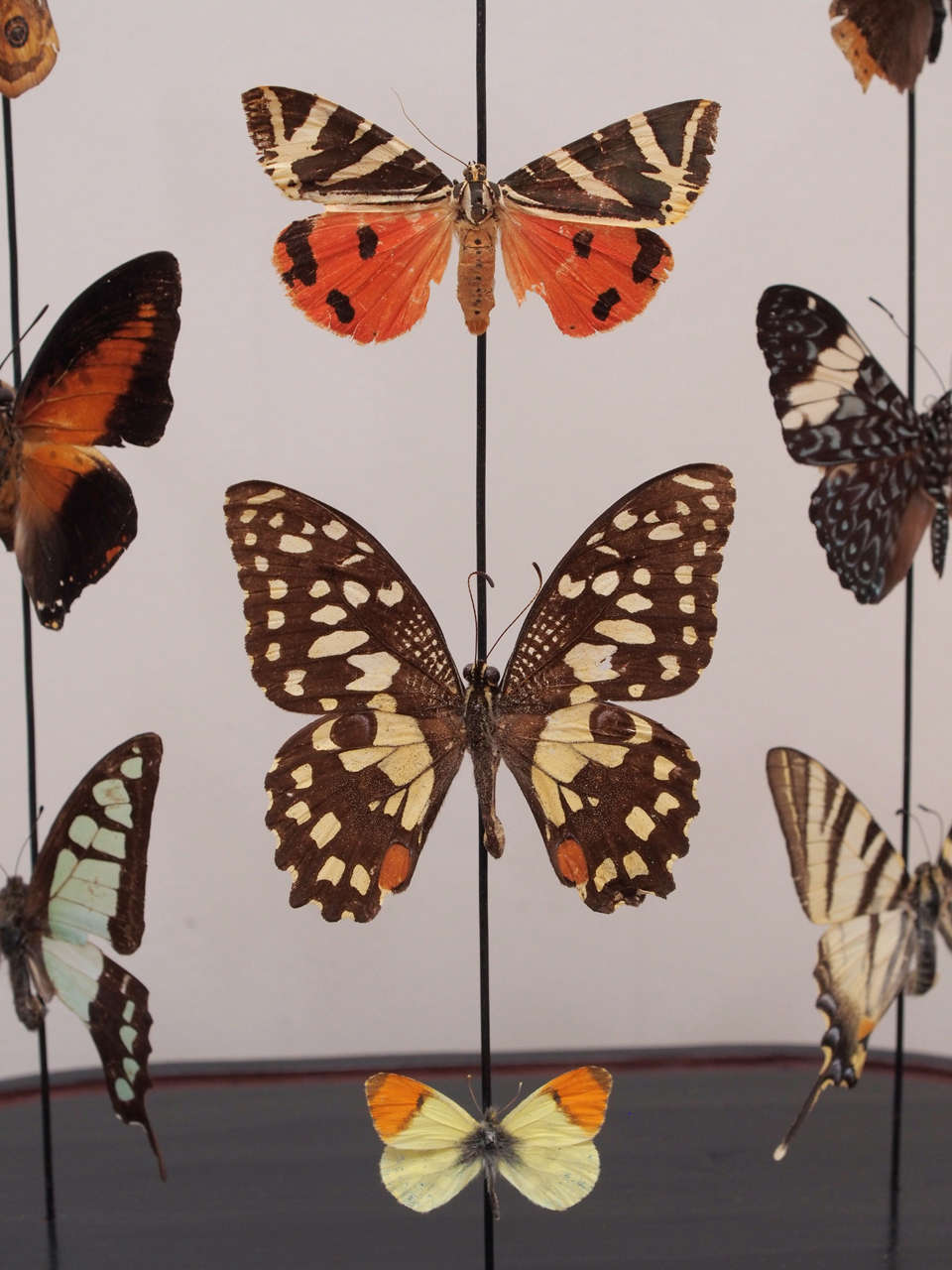 Wood Specimen Butterflies Under Glass Dome