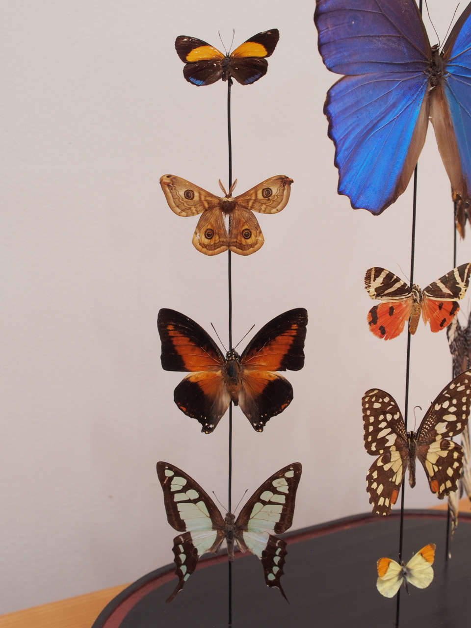 Specimen Butterflies Under Glass Dome 2