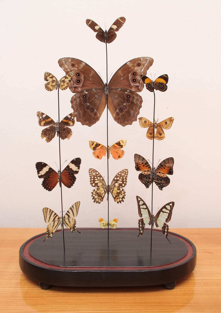 Specimen Butterflies Under Glass Dome 4