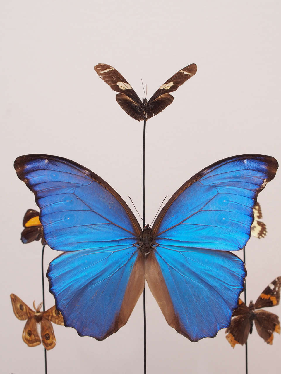 Specimen Butterflies Under Glass Dome at 1stdibs