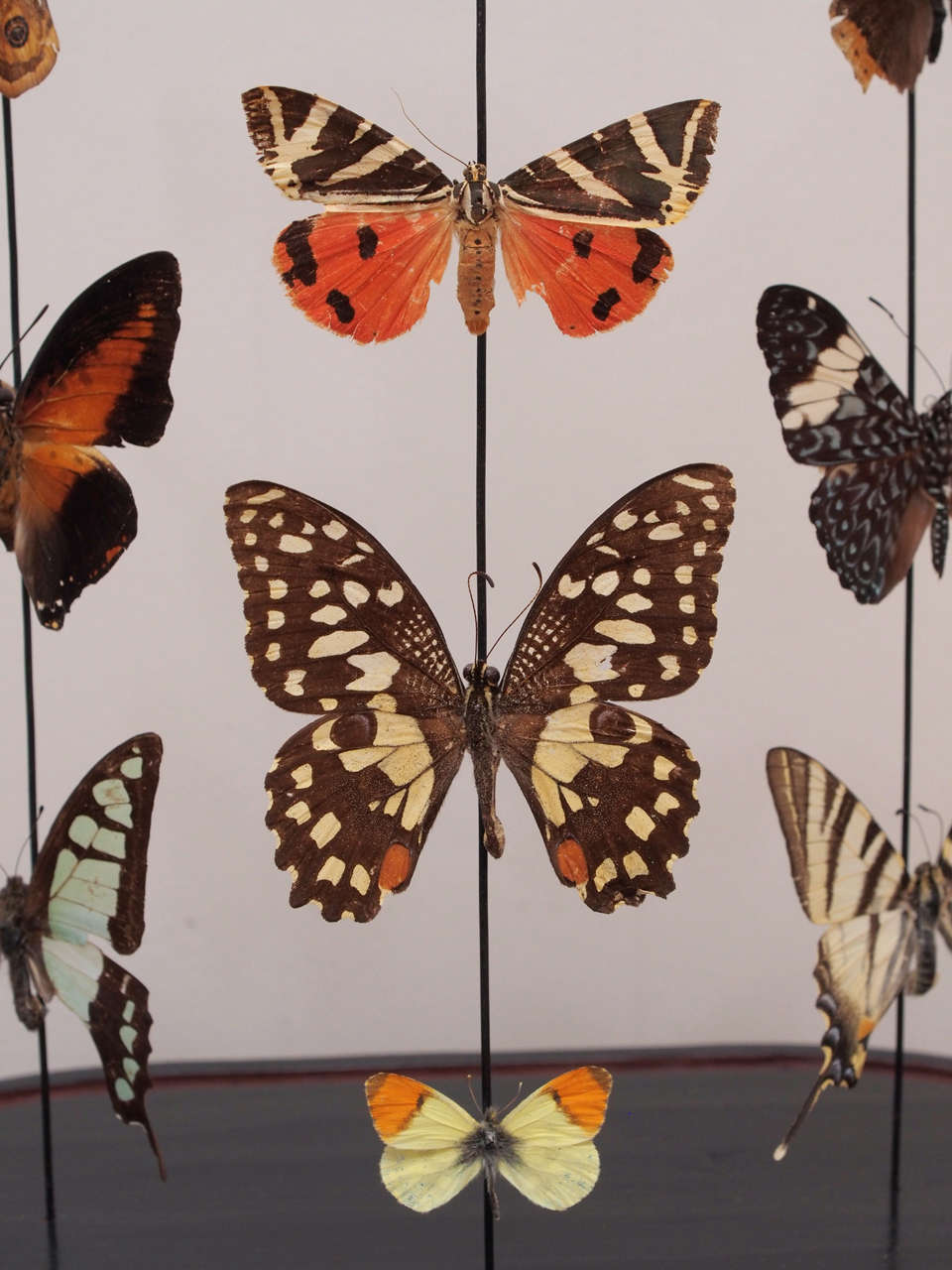Specimen Butterflies Under Glass Dome at 1stdibs