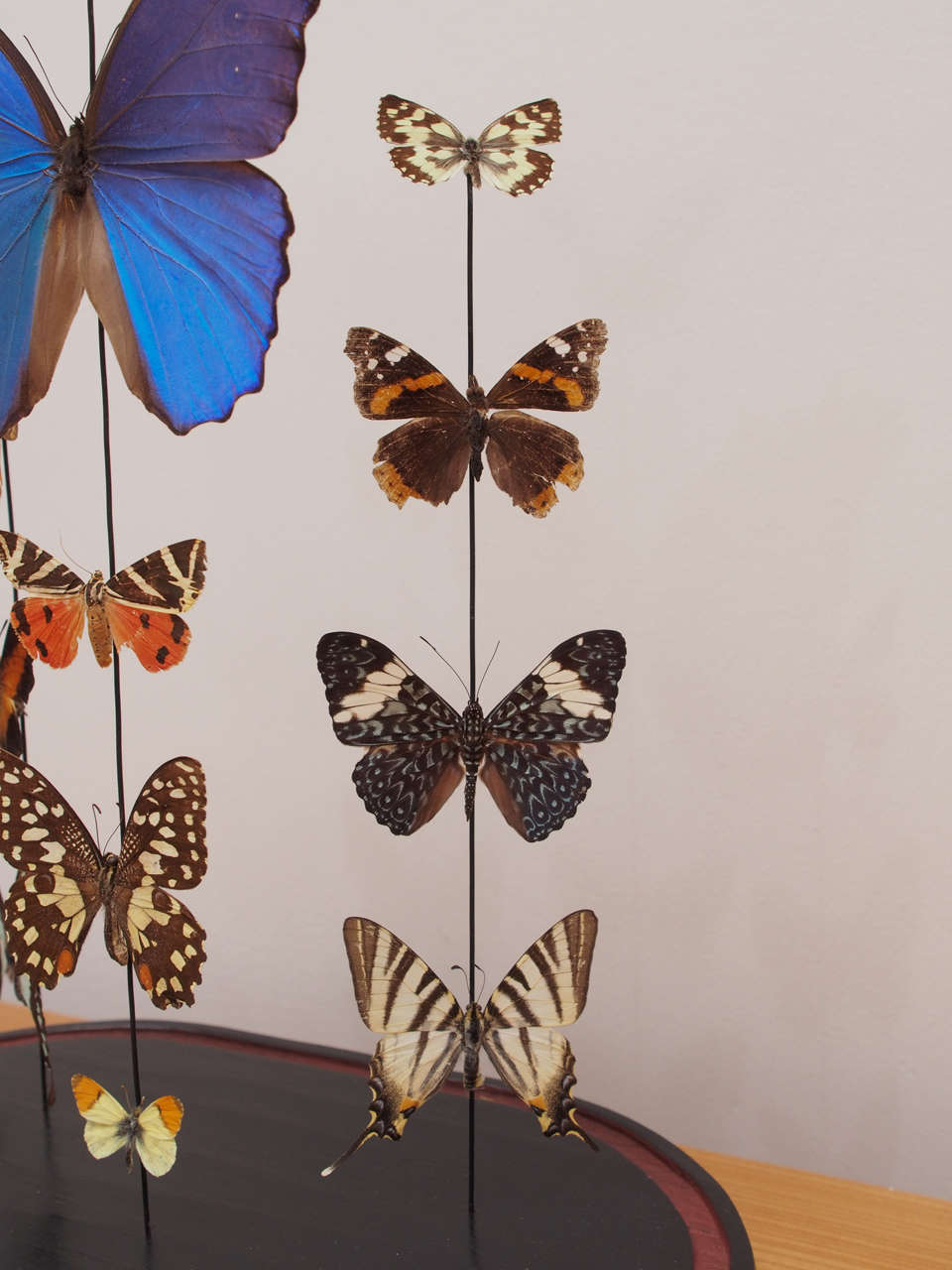 Specimen Butterflies Under Glass Dome at 1stdibs