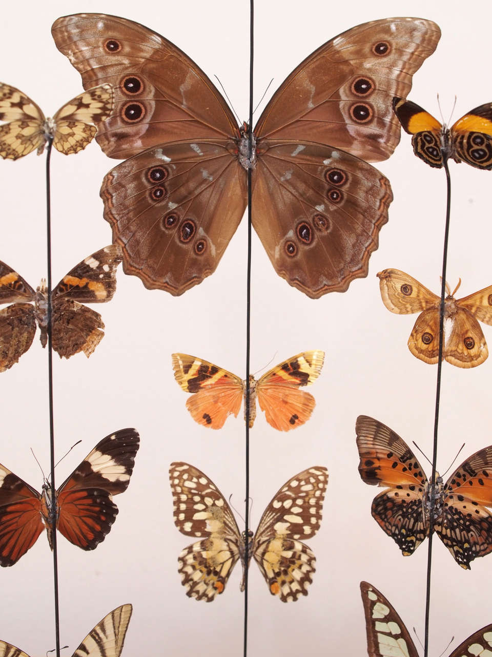 Specimen Butterflies Under Glass Dome at 1stdibs
