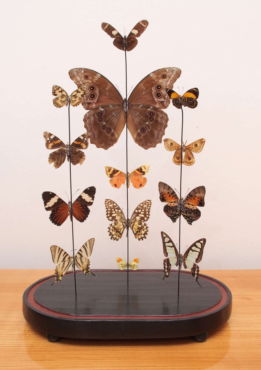 Specimen Butterflies Under Glass Dome at 1stdibs