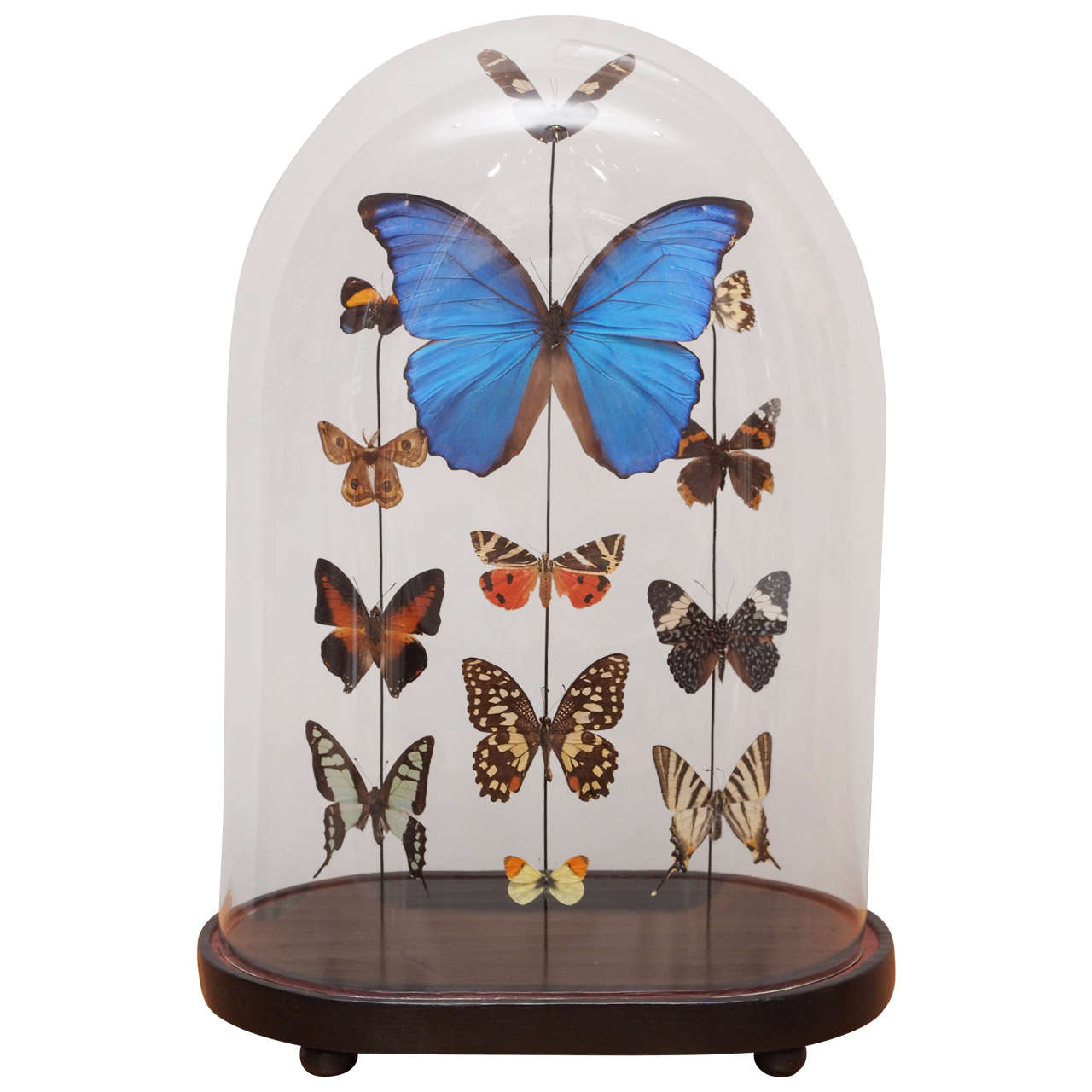 Specimen Butterflies Under Glass Dome at 1stDibs