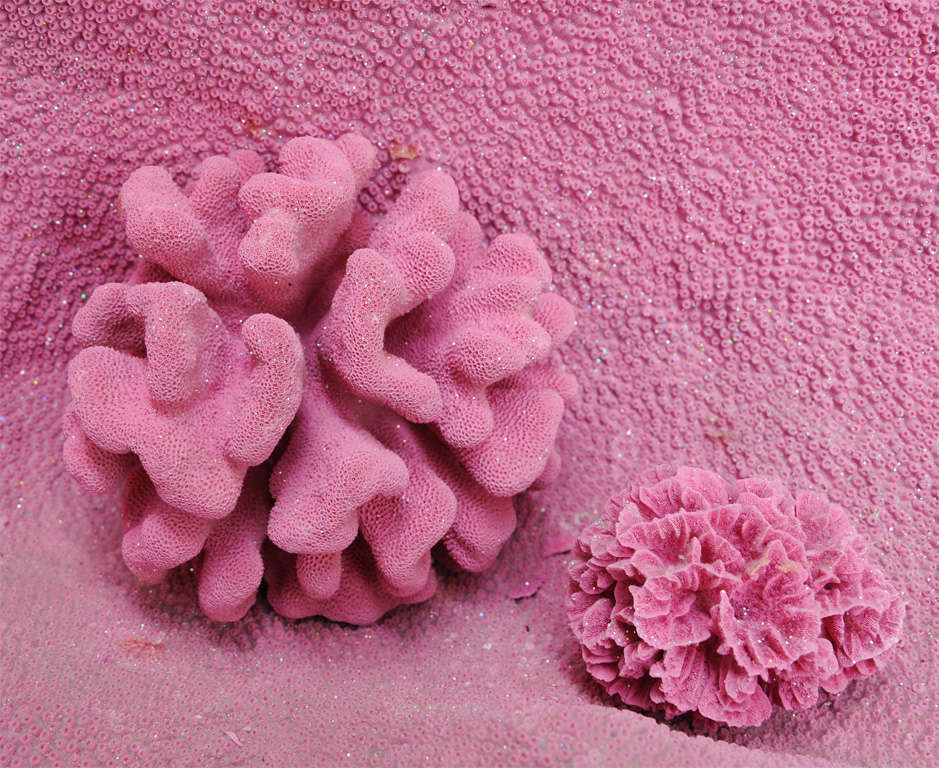 Late 20th Century Unique Pink Coral on Lucite legs