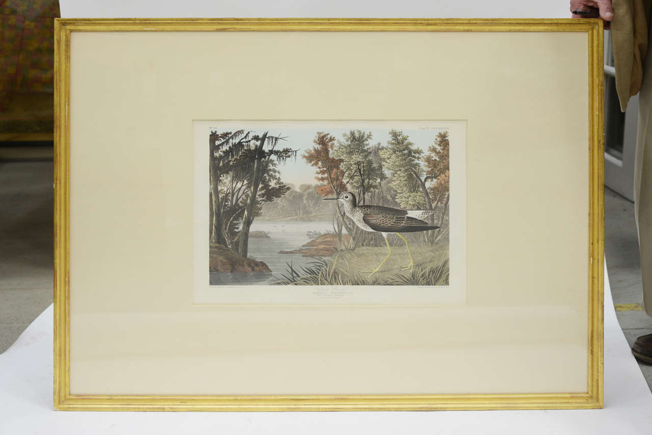 John James Audubon, Havell Edition, circa 1826-1838
of a Yellow Shank (Male) 