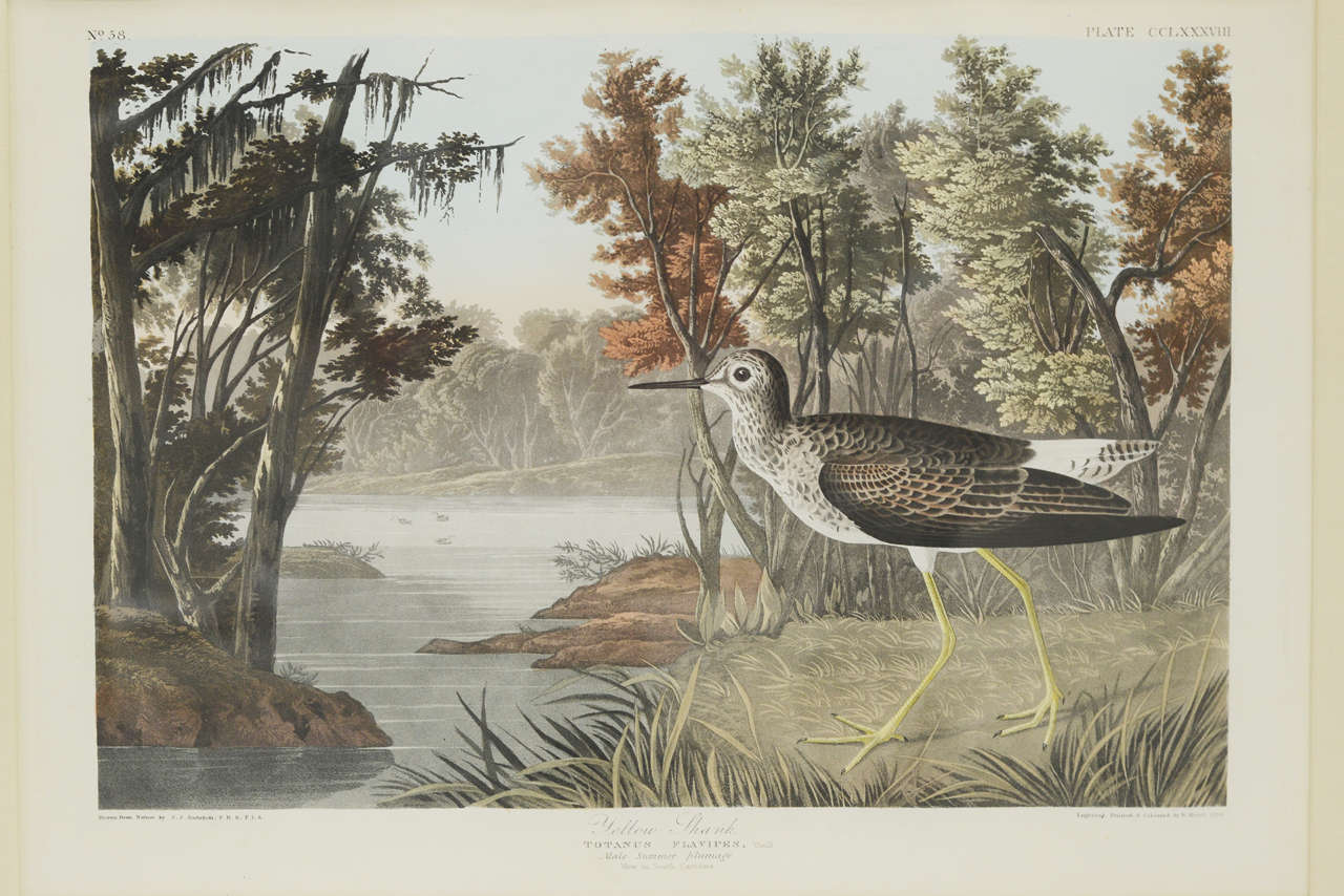 British Large Folio Audubon Print by Havell, Circa 1836 For Sale