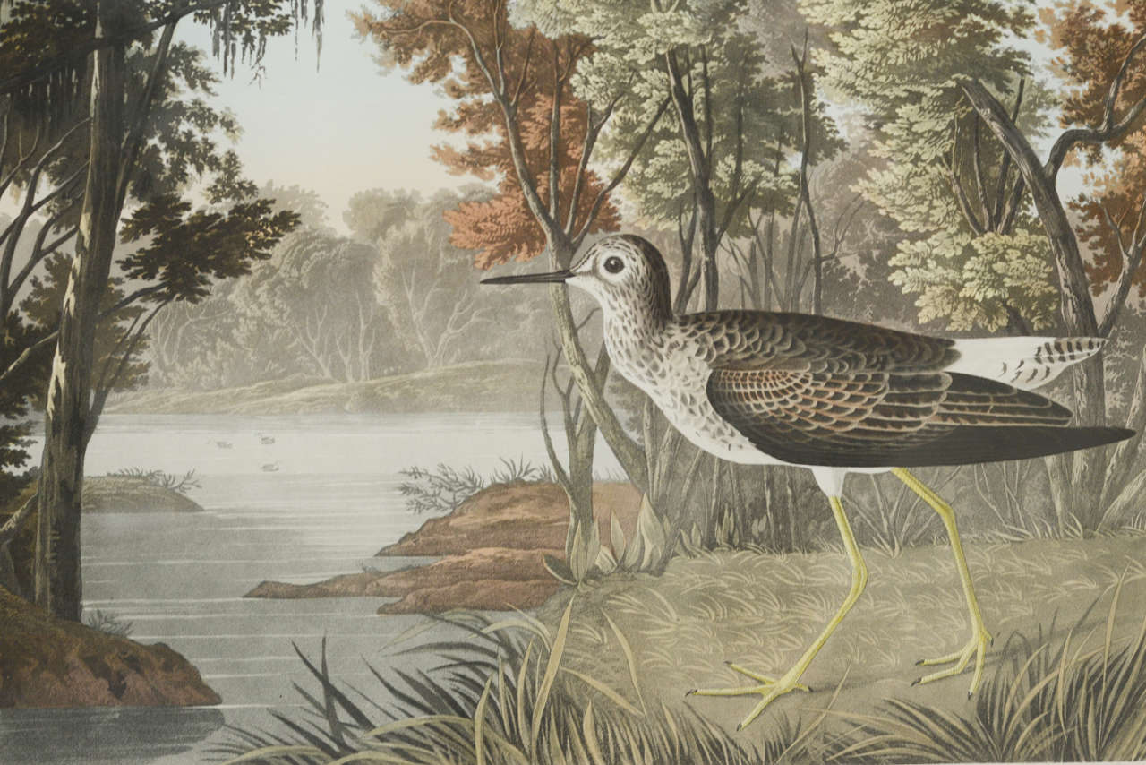 Large Folio Audubon Print by Havell, Circa 1836 In Good Condition For Sale In Lake Forest, IL