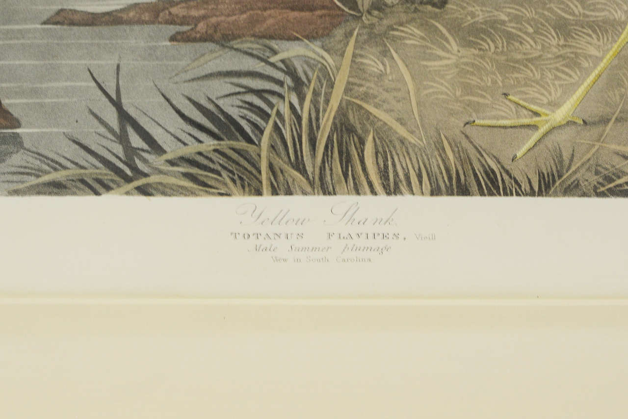 19th Century Large Folio Audubon Print by Havell, Circa 1836 For Sale