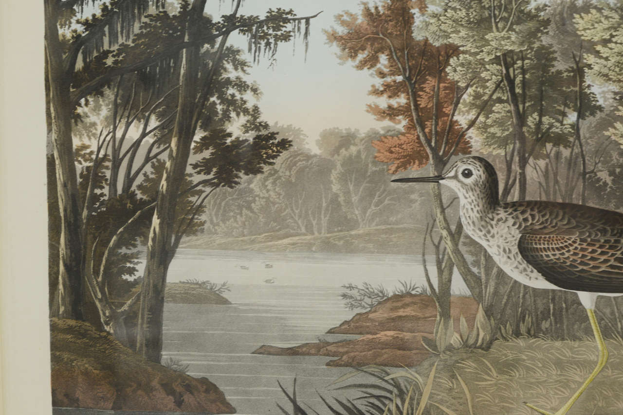 Large Folio Audubon Print by Havell, Circa 1836 For Sale 1