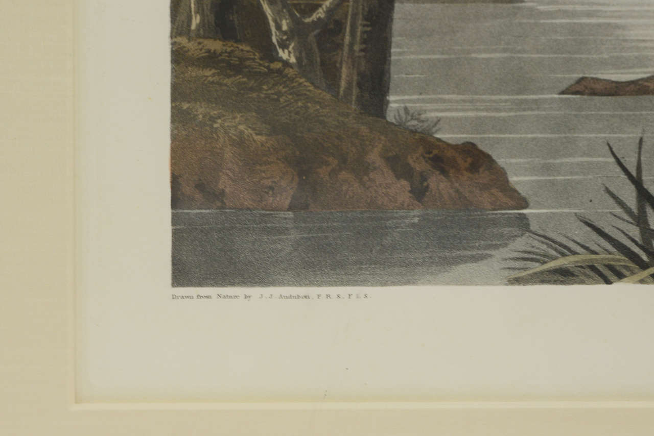 Large Folio Audubon Print by Havell, Circa 1836 For Sale 3