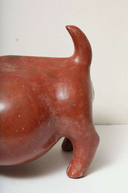 Pre Columbian Fine Large Colima Pottery Dog 1