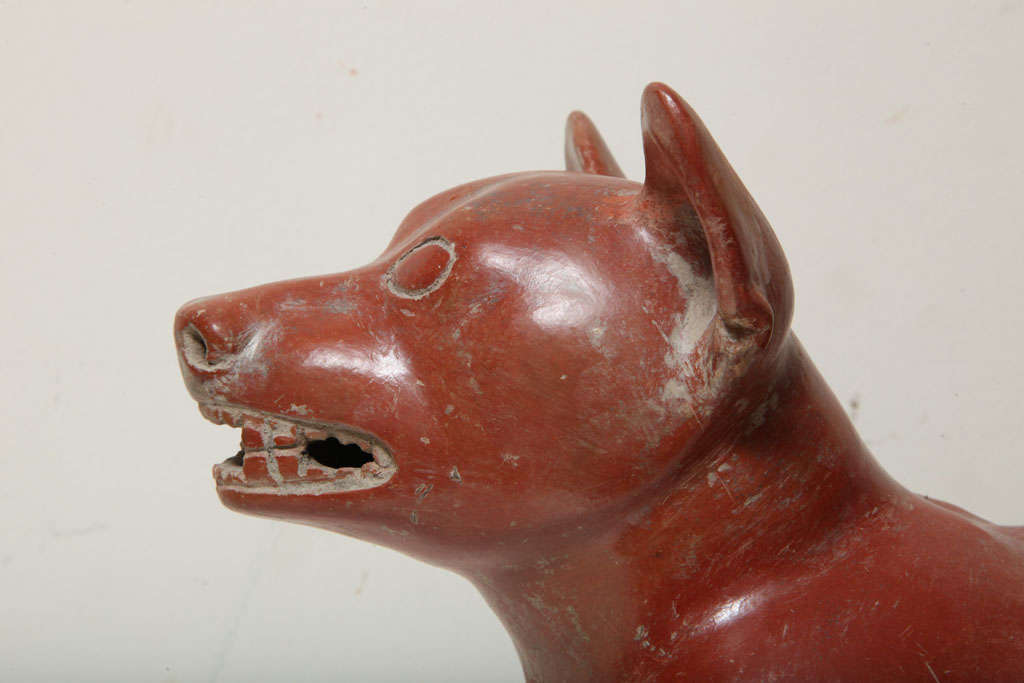 Pre Columbian Fine Large Colima Pottery Dog 2