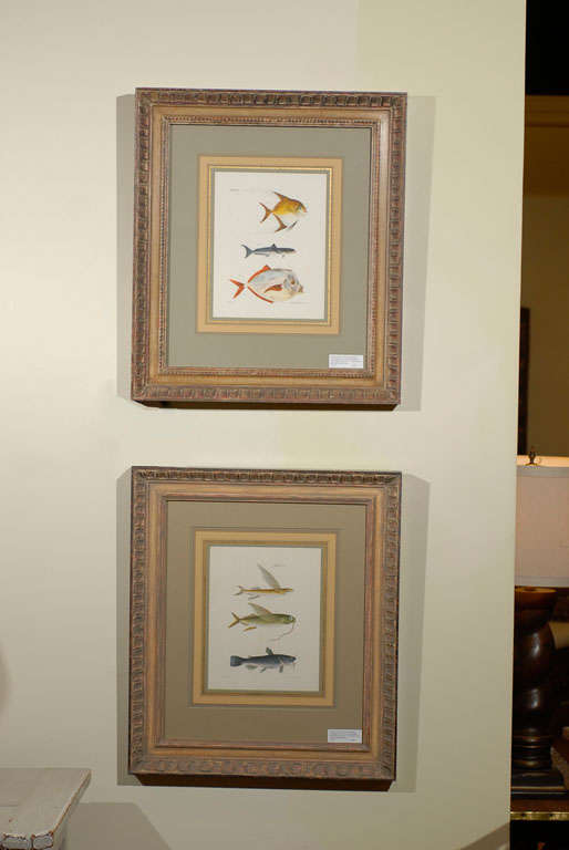 Set of Four Antique Fish Lithographs by J.W. Hill