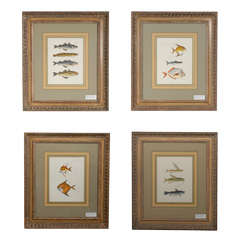 Set of Four Antique Fish Lithographs by J.W. Hill Set of Four Antique Fish Lithographs by J.W. Hill