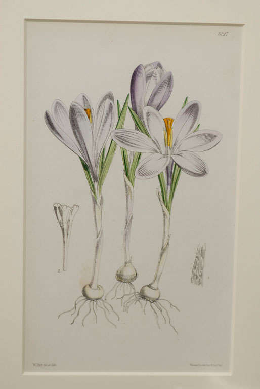 Set of 10 Antique Botanical Prints c.1875 at 1stdibs