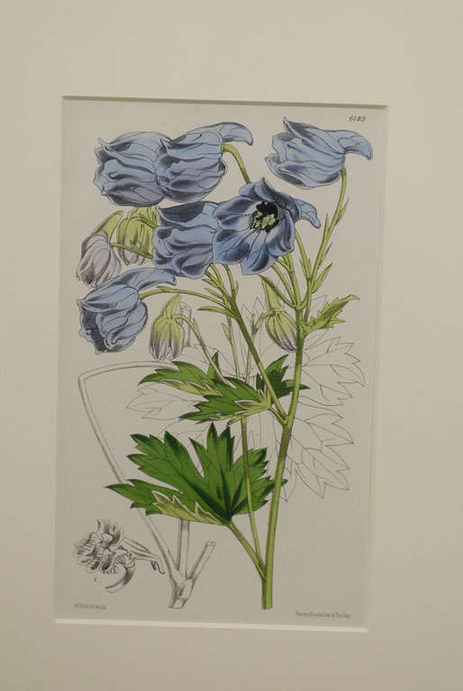 Set of 10 Antique Botanical Prints c.1875 at 1stdibs