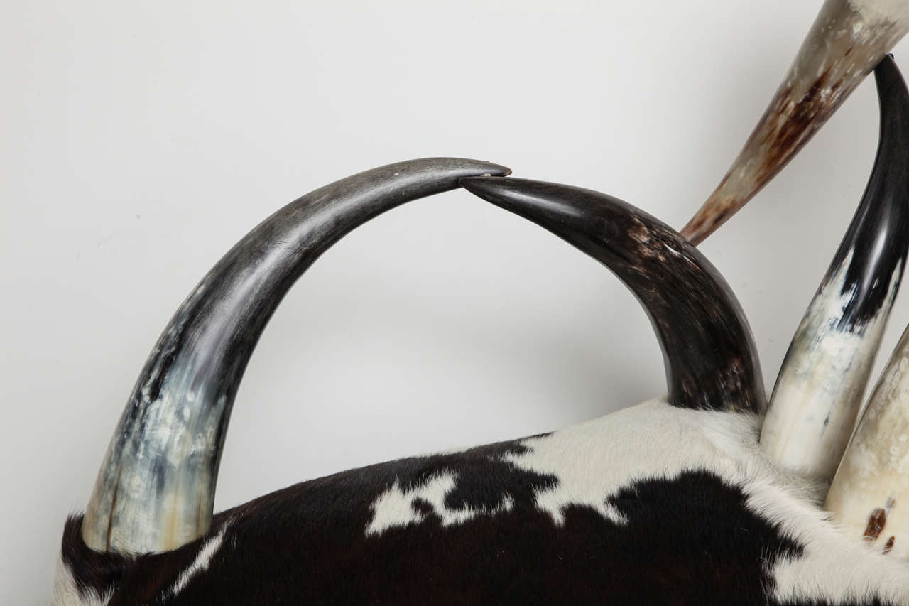 American Craftsman Cow Horn Club Chair